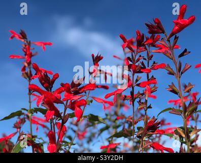 Salvia Fulgens, Kardinalsage oder mexikanischer scharlachiger Salbei Stockfoto