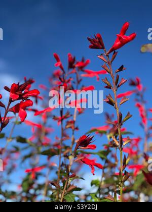 Salvia Fulgens, Kardinalsage oder mexikanischer scharlachiger Salbei Stockfoto