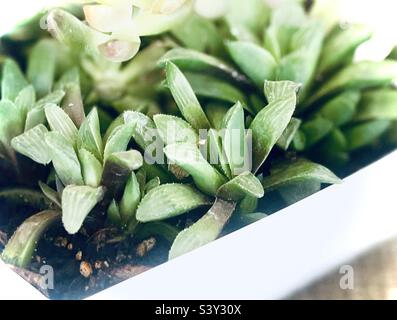 Haworthia Sukulent mit Welpen in weißem Topf Stockfoto