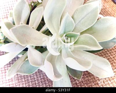 Wunderschöne Pale Ghost Plant aka Graptopetalum paraguayense Sukulent Stockfoto