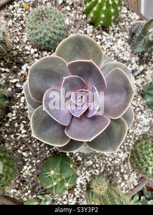 Echeveria Perle Von Nürnberg Stockfoto