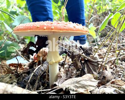 Frau, die in einem Wald nach wilden Pilzen spazierst. Hier ist ein klassischer rot-weißer Märchenpilz, Amanita Muscaria, auch bekannt als Fly Agaric 🍄 Stockfoto