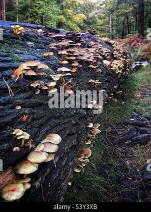 Pilze auf einem Baumstamm Stockfoto