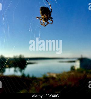 In einer Bucht des Atlantischen Ozeans, Halifax, Nova Scotia, Kanada, webt eine große Spinne, die ein Netz mit Blick auf das Meer webt. Stockfoto