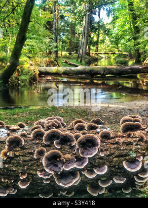 Polyporepilz im Herbst bedeckt einen gefallenen Baum im New Forest National Park Hampshire Großbritannien Stockfoto