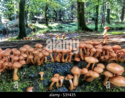 Pilze im Herbst wachsen auf einem gefallenen Baum in einem Hampshire-Wald, Großbritannien Stockfoto