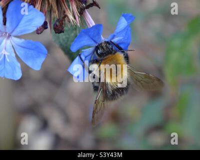 Kleine Hummel, gemeine Carder Biene (Bombus pascuorum), mit Pollen auf dem Kopf und dem Körper, der sich von einer leuchtend blauen Plumbago-Blüte ernährt Stockfoto