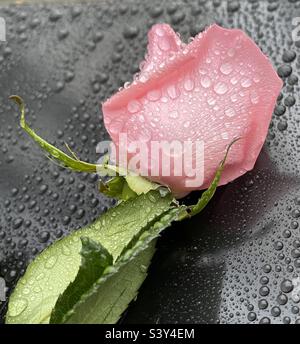 Eine einzelne rosafarbene Rose liegt auf dem regengeschliffenen Pflaster, deren Blüten von zarten Tropfen glitzern, die wie Diamanten schimmern Stockfoto