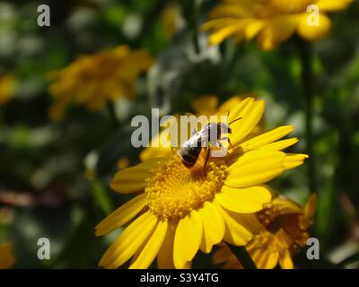 Kleine Furchenbiene (Lasioglossum sp.), die auf einer leuchtend gelben Ringelblume sitzt Stockfoto