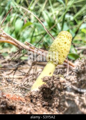 Blütentopf Sonnenschirm Pilz Stockfoto