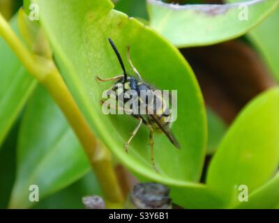 Wespenarbeiter (Vespula vulgaris), der auf einem hellgrünen Blatt sitzt Stockfoto