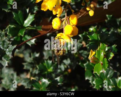 Gewöhnliche Wespen (Vespula vulgaris) arbeiten an gelben Darwin’s Berberblüten Stockfoto