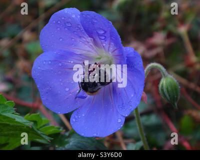 Kleine Hummel, gemeine Carderbiene (Bombus pascuorum), die sich vor Regen in einer blauen Geranienblüte versteckt Stockfoto