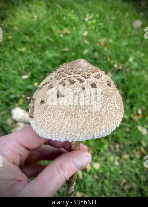 Im Oktober wurden in Großbritannien große junge Parasol-Pilze geerntet Stockfoto