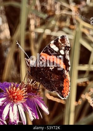 Roter Admiralschmetterling auf michaelmas Gänseblümchen in englischer Herbstsonne Stockfoto