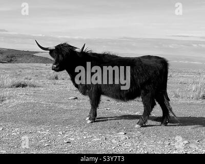 Schwarz-Weiß-Aufnahme eines schwarzen Hochlandrindes in exmoor Stockfoto