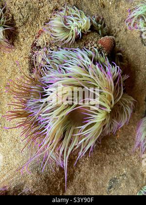 Snake lockt Anemone (Anemonia viridis) in einem Felsenpool in Cornwall. Stockfoto