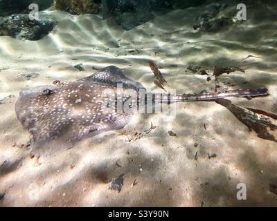 Thornback-Strahl (Raja clavata), der auf einem Sandy-Boden ruht Stockfoto