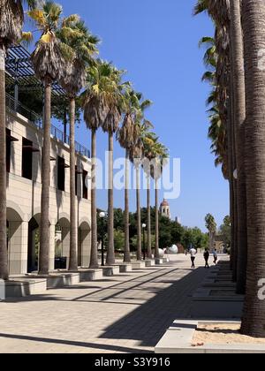 Stanford Campus mit Hoover Tower Stockfoto