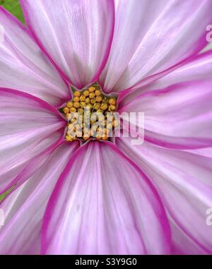 Rosa Blütenblätter und gelbe Staubblätter auf einer Cosmos-Wildblume. Stockfoto