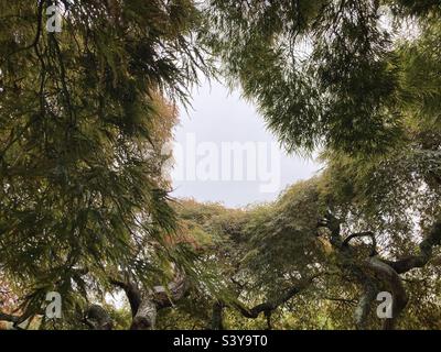 Japanischer Faden Ahornbaum im Oktober, Connecticut, Neuengland an einem regnerischen Tag Stockfoto