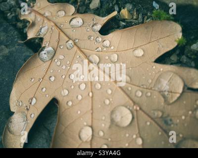 Ein getrocknetes braunes Eichenblatt mit großen Wassertropfen, ein Konzept für den Herbst Stockfoto