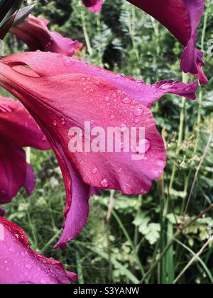 Nahaufnahme von Wassertropfen nach dem Regen auf einer wunderschönen rosa violetten Gladiolusblüte in Somerset England im Sommer Stockfoto