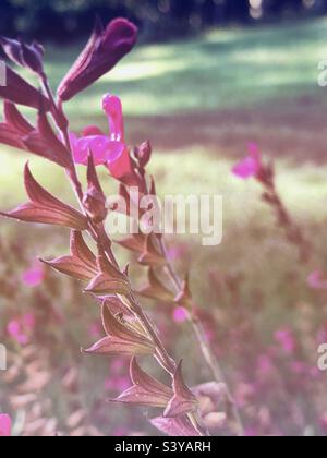 Himbeersalbei Pflanze mit rosa Blüten, Nahaufnahme, weiches und tonales Bild Stockfoto