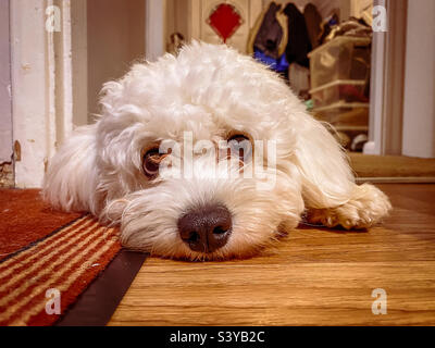 Porträt eines weißen, flauschigen Cavapoo-Hundes, der auf dem Boden liegt Stockfoto