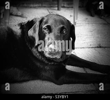 Schwarzer Labrador liegt auf dem Boden und sieht nachdenklich aus Stockfoto