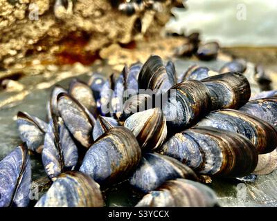 Nahaufnahme einer Muschelgruppe auf einem Felsen in Harlyn Bay, Cornwall, England Stockfoto