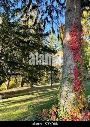 Rote, orange und grüne Weinblätter auf dem Baum in einem Wald Stockfoto