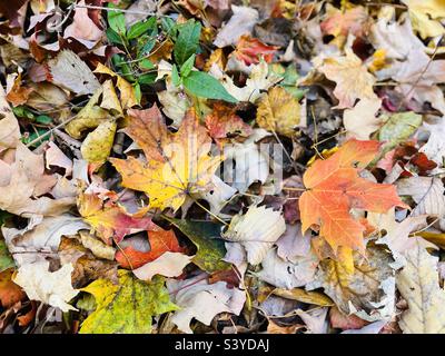 Im Oktober fallen bunte Blätter auf den Boden Stockfoto