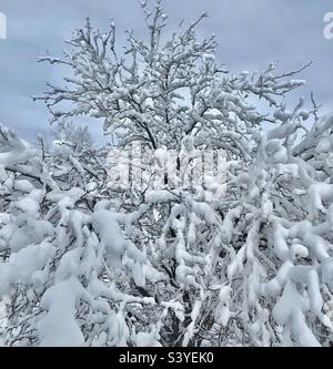 Eine Heuschrecke aus dem Vorgarten in Utah, USA, wurde von einem Schneesturm angekippt. Es macht eine sehr saisonale natürliche Abstraktion, da der schwere Schnee mit dem Baum als Ganzes interagiert, und jeder Zweig individuell. Stockfoto