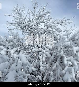 Eine Heuschrecke aus dem Vorgarten in Utah, USA, wurde von einem Schneesturm angekippt. Es macht eine sehr saisonale natürliche Abstraktion, da der schwere Schnee mit dem Baum als Ganzes interagiert, und jeder Zweig individuell. Stockfoto