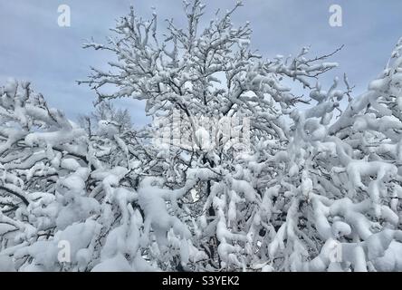 Eine Heuschrecke aus dem Vorgarten in Utah, USA, wurde von einem Schneesturm angekippt. Es macht eine sehr saisonale natürliche Abstraktion, da der schwere Schnee mit dem Baum als Ganzes interagiert, und jeder Zweig individuell. Stockfoto