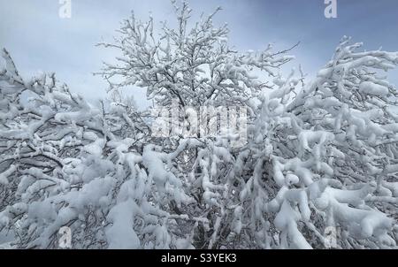 Eine Heuschrecke aus dem Vorgarten in Utah, USA, wurde von einem Schneesturm angekippt. Es macht eine sehr saisonale natürliche Abstraktion, da der schwere Schnee mit dem Baum als Ganzes interagiert, und jeder Zweig individuell. Stockfoto
