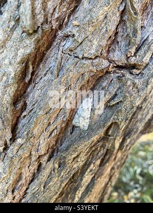 Grauer Schulterknoten-Motte (Lithophan ornitopus) auf der Rinde eines Baumstamms. Norfolk, England, Großbritannien. Stockfoto