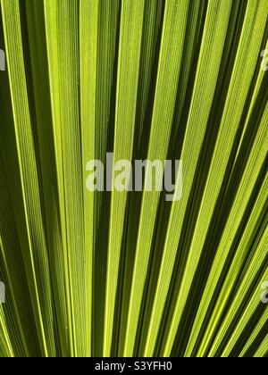 Grünes Muster auf einem Fan-Palmenblatt, das eine Struktur aus der Nähe zeigt. Stockfoto