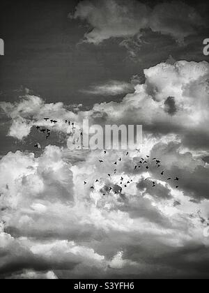 Ein dramatischer Himmel in Schwarz und Weiß, über Utah, USA, umfasst eine verstreute Vogelschar in Silhouette. Stockfoto