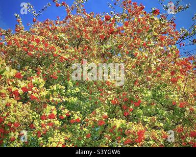 Ein Cockspur Hawthorn Baum auf dem Gelände einer Kirche im Salt Lake Valley in Utah, USA. Im Herbst beginnen sich die Blätter zu verändern, aber es sind die zahlreichen roten Beeren, die wirklich auffallen. Stockfoto