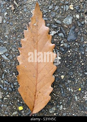 Blatt aus Kastanieneiche. Stockfoto