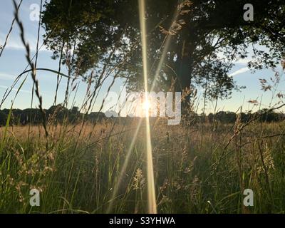 Sonnenstrahl, der bei Sonnenuntergang durch das lange trockene Gras neben einem großen Baum über ein Feld bei Sonnenuntergang im sonnigen Somerset, England, scheint Stockfoto