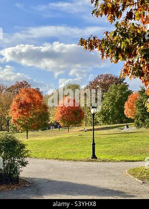 Drei rote Bäume und der Laternenpfosten im Central Park, New York City, USA Stockfoto