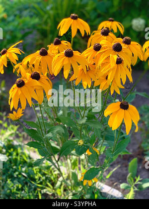 busch großer gelber Blüten im Vordergrund Stockfoto