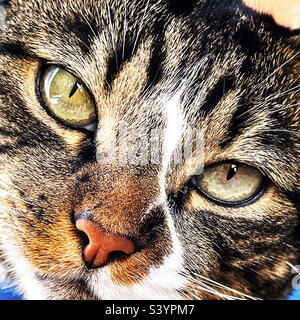 Nahaufnahme einer Hausfrau Tabby Cat.loo Stockfoto