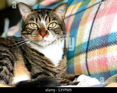 Weibliche Hauskatze mit Kopierraum. Stockfoto