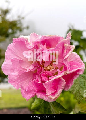 Konföderierte Rosenhibiskusblüte. Stockfoto