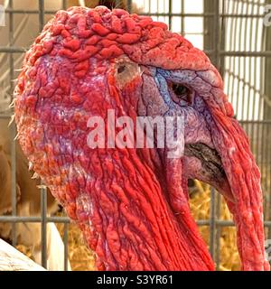 Nahaufnahme des Kopfes eines männlichen truthahnvogel in einem Käfig; dieses scheußlich aussehende Geschöpf hat viel rote, faltige Haut auf Gesicht und Hals, ein Vogel, der bei der Devon County Show in England ausgestellt wird Stockfoto