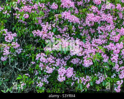 Rosafarbene Lorbeerblüten (Kalmia latifolia) in den Blue Ridge Mountains von North Carolina. Stockfoto